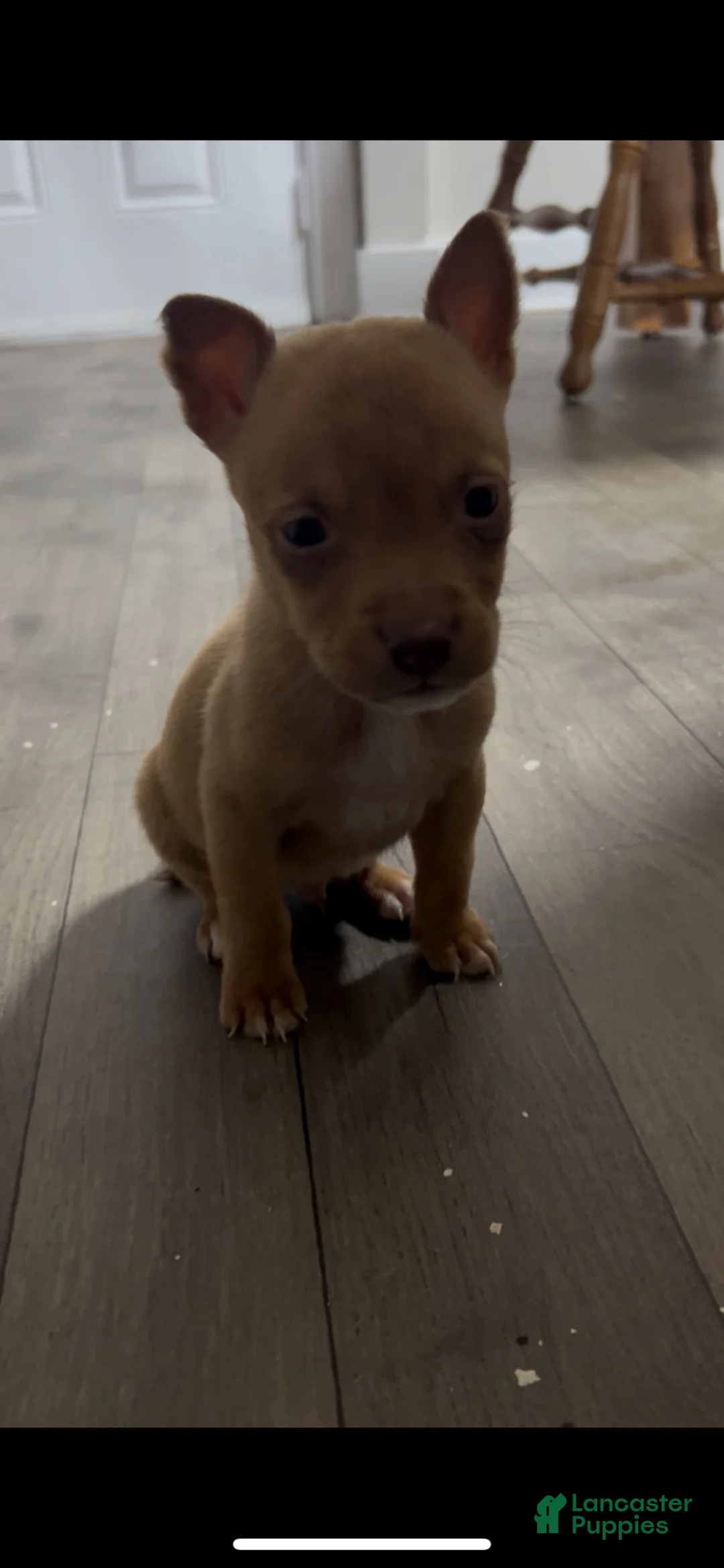 Mixed Breed dogs for sale: Boy 2 - Ad 1