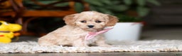 Cavapoo dogs for sale: Rhonda - Ad 2