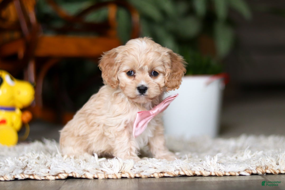 Cavapoo dogs for sale: Rhonda - Ad 2