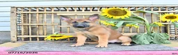 Mixed Breed dogs for sale: Anka - Ad 4