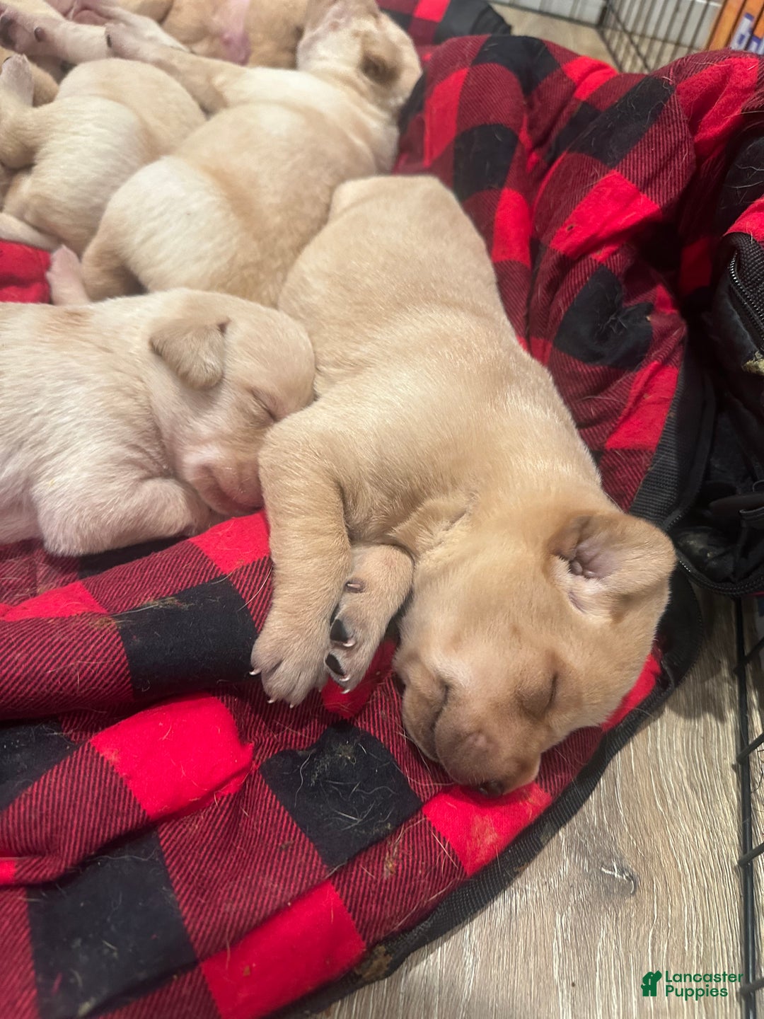 Labrador Retriever dogs for sale: Labrador Retriever Puppy 2 - Ad 1