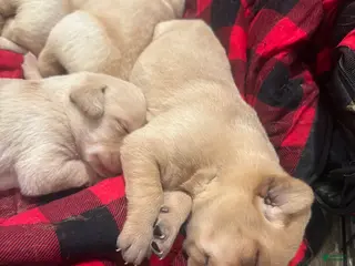 Labrador Retriever dogs Labrador Retriever Puppy 2 - Ad 1