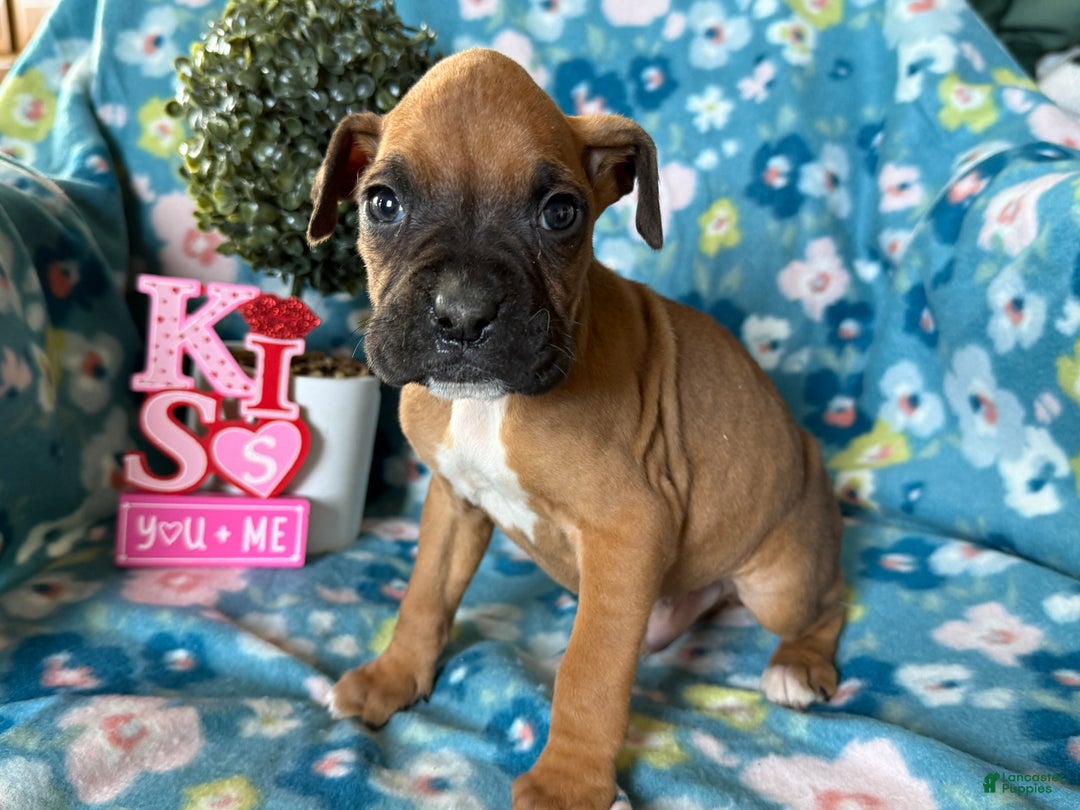 Boxer dogs for sale: Pablo - Ad 1
