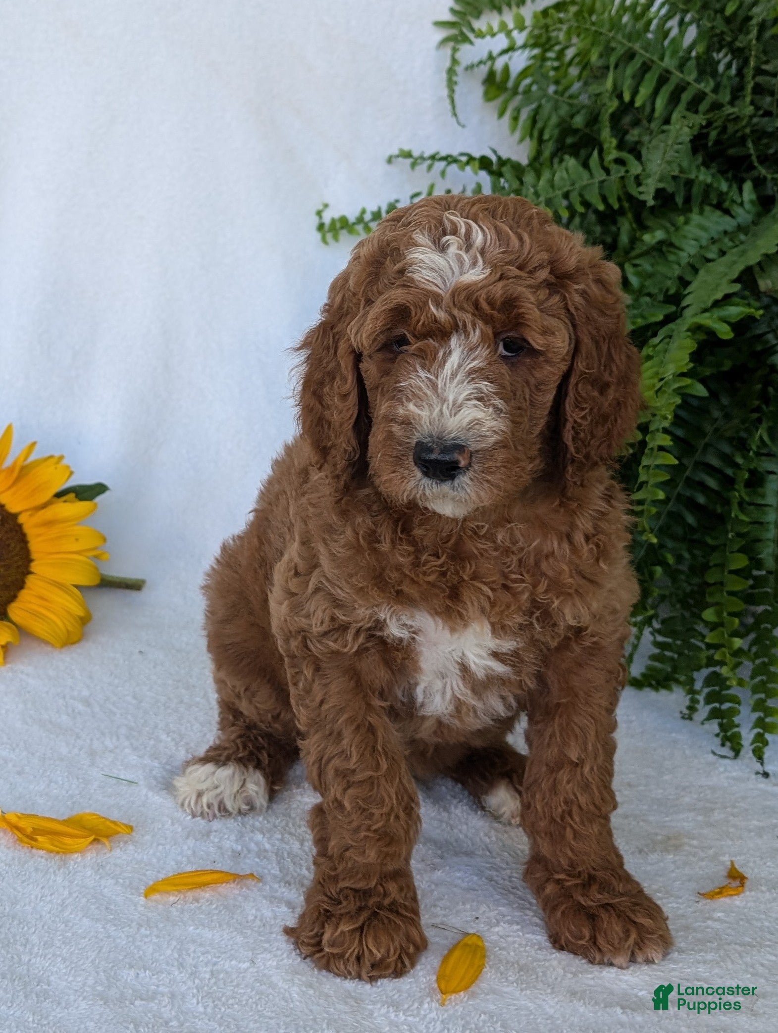 Goldendoodle dogs Suzy - Ad 2