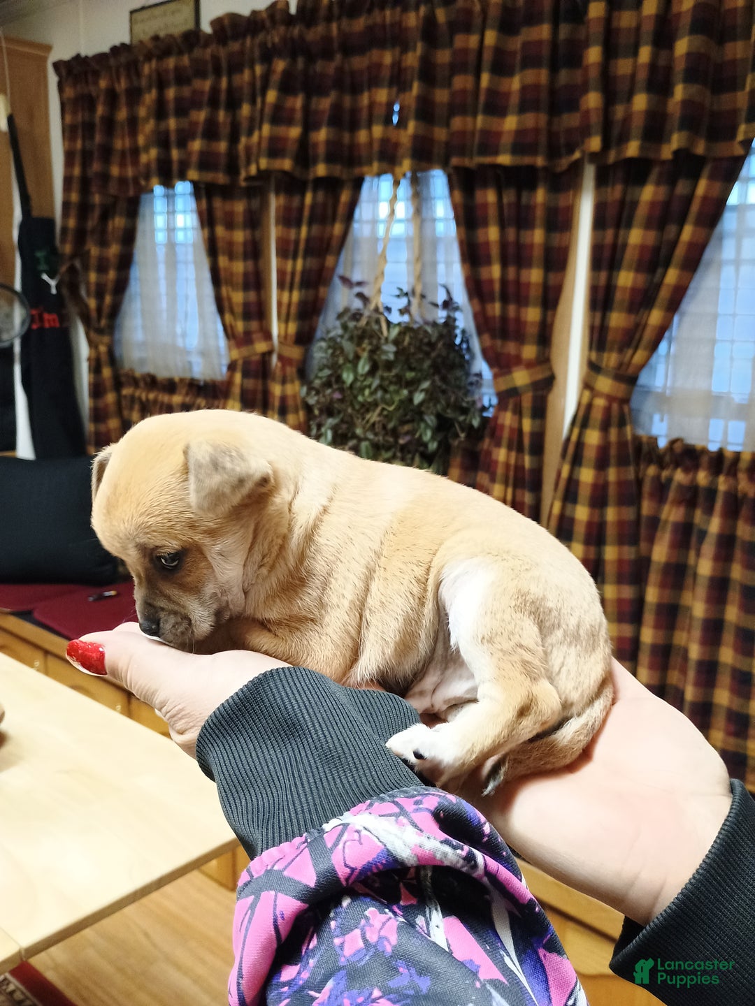 Chihuahua dogs for sale: Blaze - Ad 6