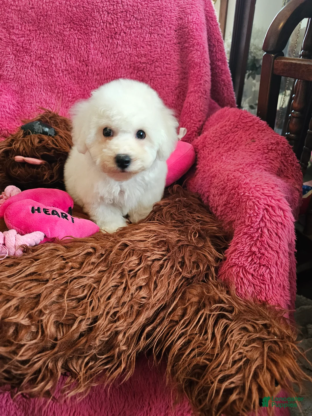 Bichon Frise dogs for sale: Bichon Frise Puppy 3 - Ad 4