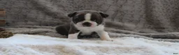 Boston Terrier dogs for sale:    GAVEN    *AKC* - Ad 9