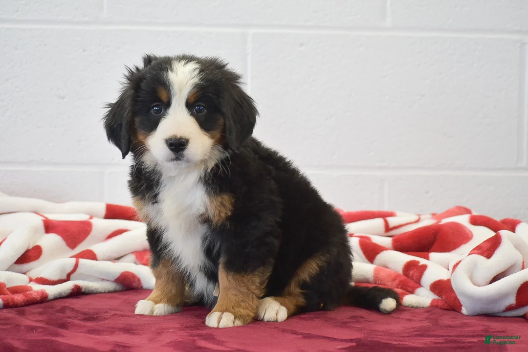 Bernese Mountain Dog dogs for sale: Sunflower  - Ad 1