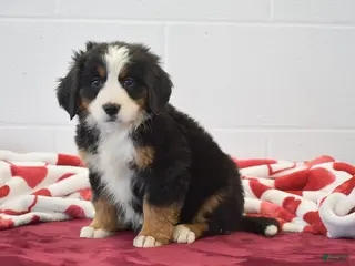 Bernese Mountain Dog dogs Sunflower - Ad 11