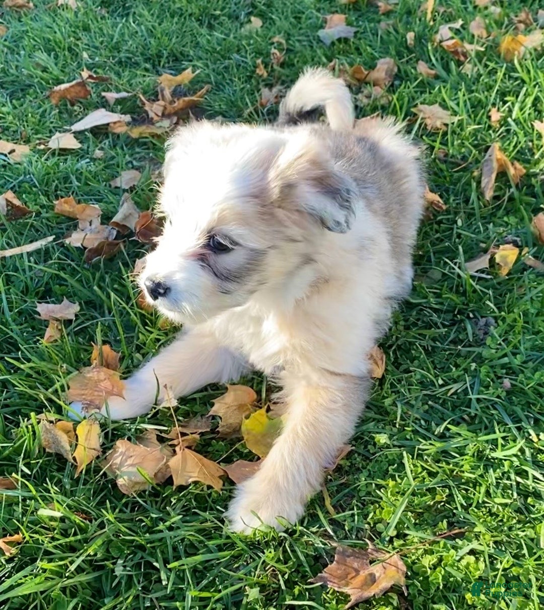 Mini Aussiedoodle dogs for sale: Lucy - Ad 3