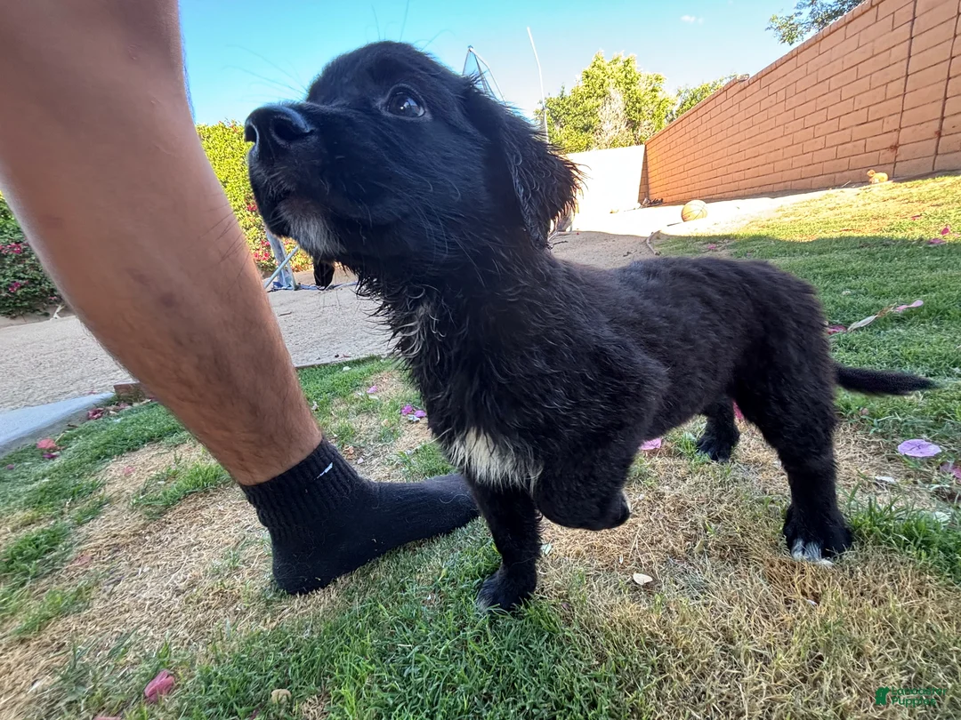 Mixed Breed dogs for sale: Mixed Breed Puppy 1 - Ad 2