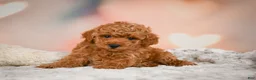 Toy Poodle dogs for sale: Cash - Ad 7