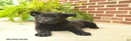 German Shepherd dogs for sale: Brewster - Ad 3