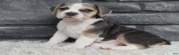 Beabull dogs for sale: Tessa  - Ad 5