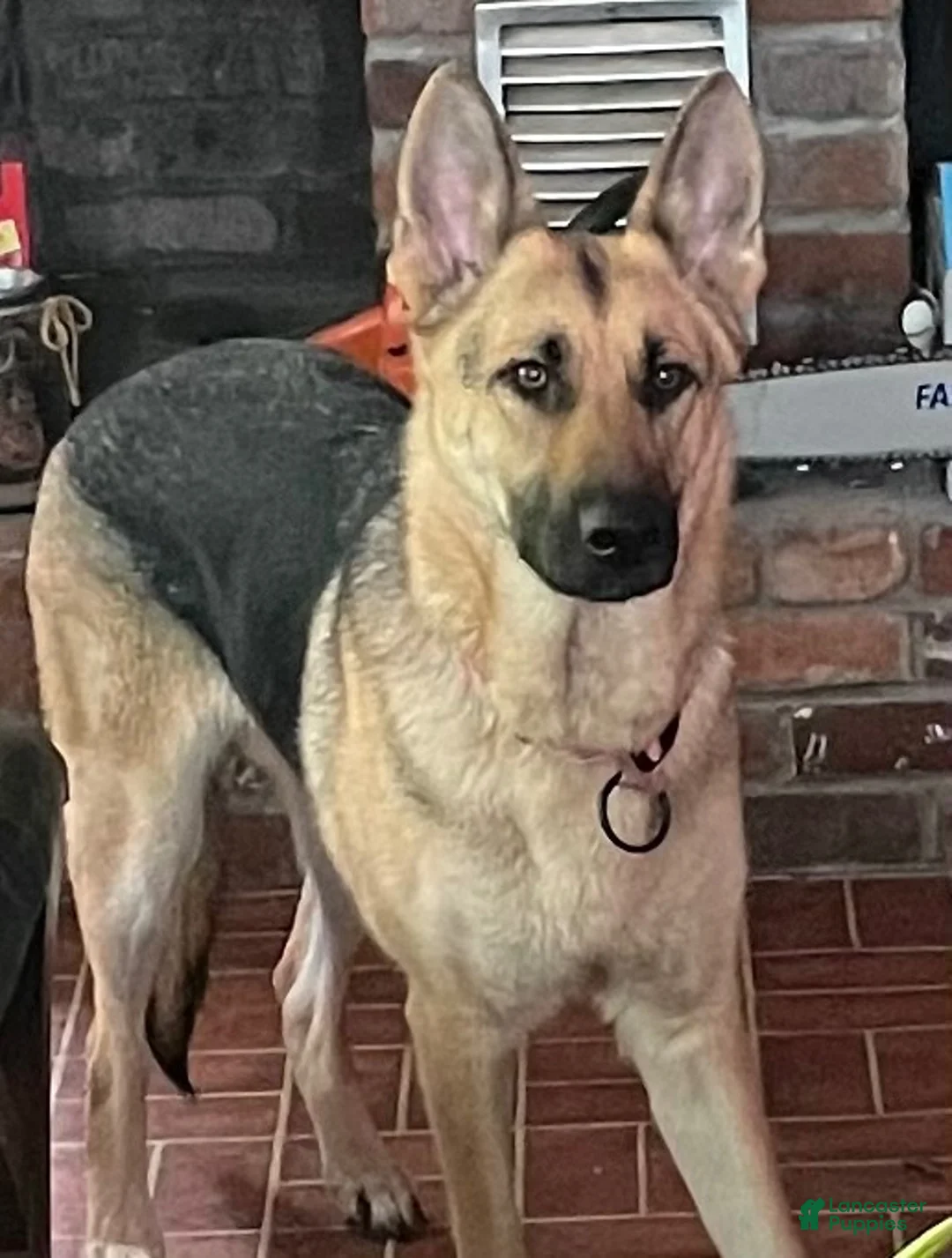 German Shepherd dogs for sale: German Shepherd 2 - Ad 2