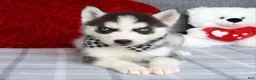 Siberian Husky dogs for sale: Conner  - Ad 7
