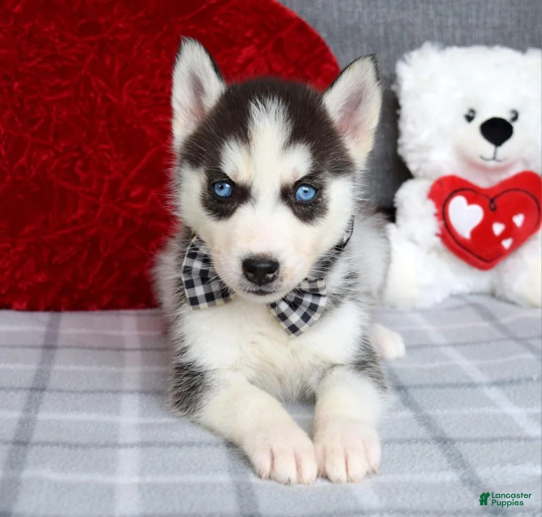 Siberian Husky dogs for sale: Conner  - Ad 7