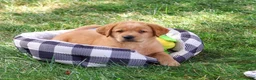 Labrador Retriever dogs for sale: Carter - Ad 6