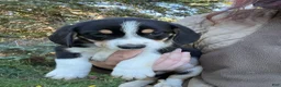 Mixed Breed dogs for sale: Female #5 - Ad 3