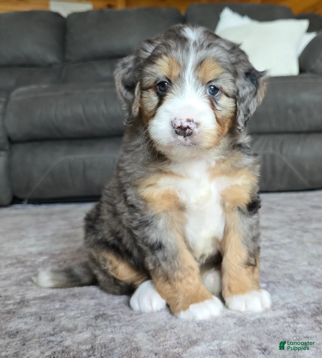 Mini Bernedoodle dogs for sale: Mini Charlie - Ad 1