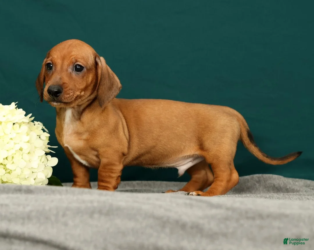 Miniature Dachshund dogs for sale: Paxton - Ad 1