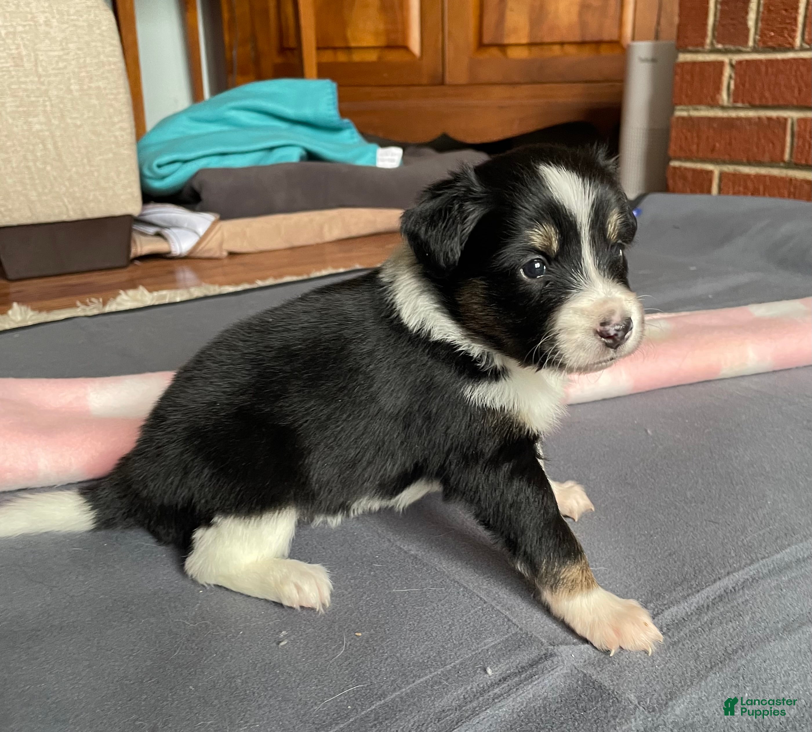 Mixed Breed dogs White Foot - Ad 12