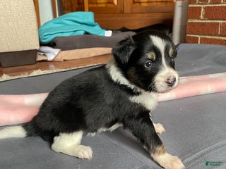 Mixed Breed dogs White Foot - Ad 5