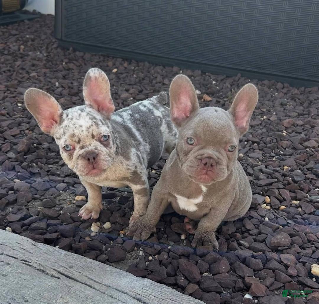 French Bulldog dogs French Bulldog Puppy 3 - Ad 14