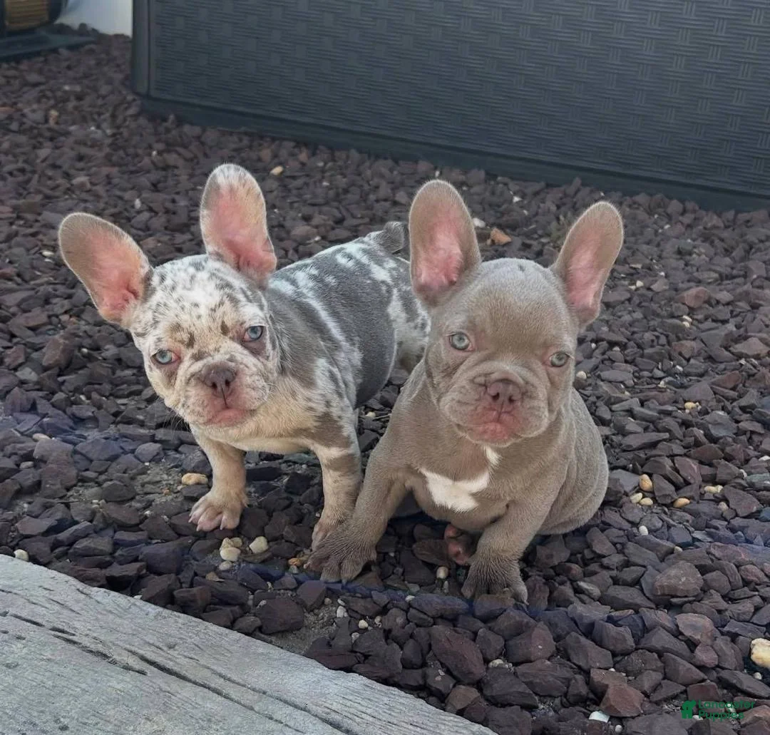 French Bulldog dogs for sale: French Bulldog Puppy 3 - Ad 1