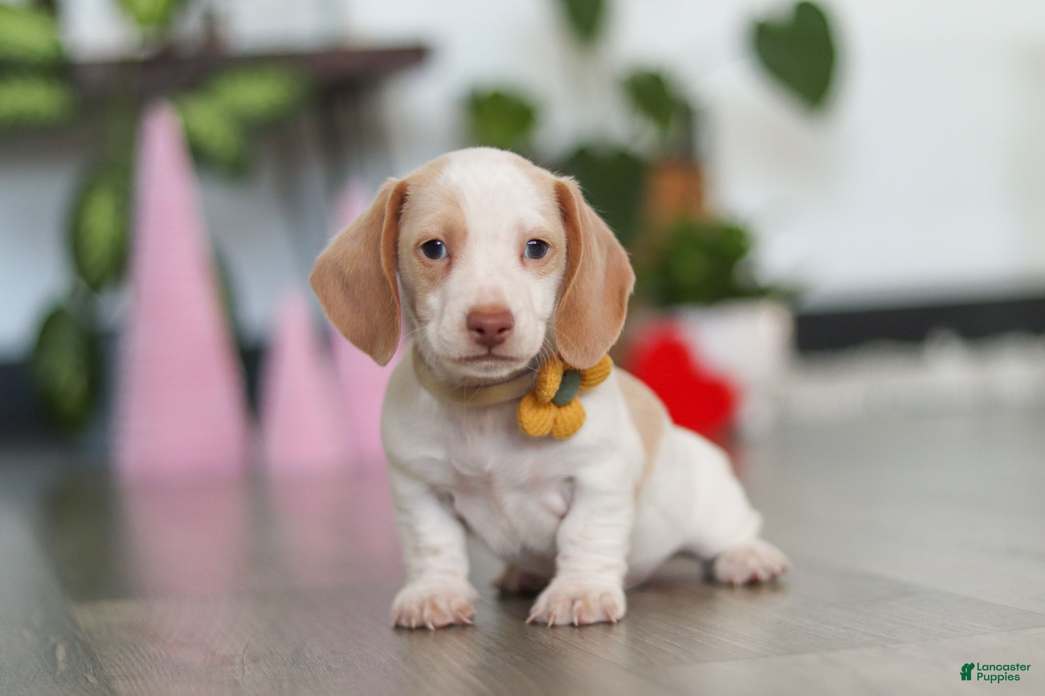 Dachshund dogs Charlie - Ad 1