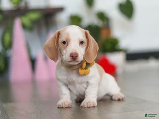 Dachshund dogs Charlie - Ad 1