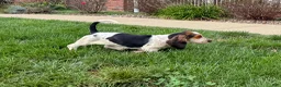 Basset Hound dogs for sale: Mabel - Ad 5