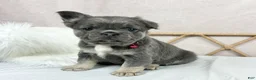 French Bulldog dogs for sale: French Bulldog Puppy 3 - Ad 1