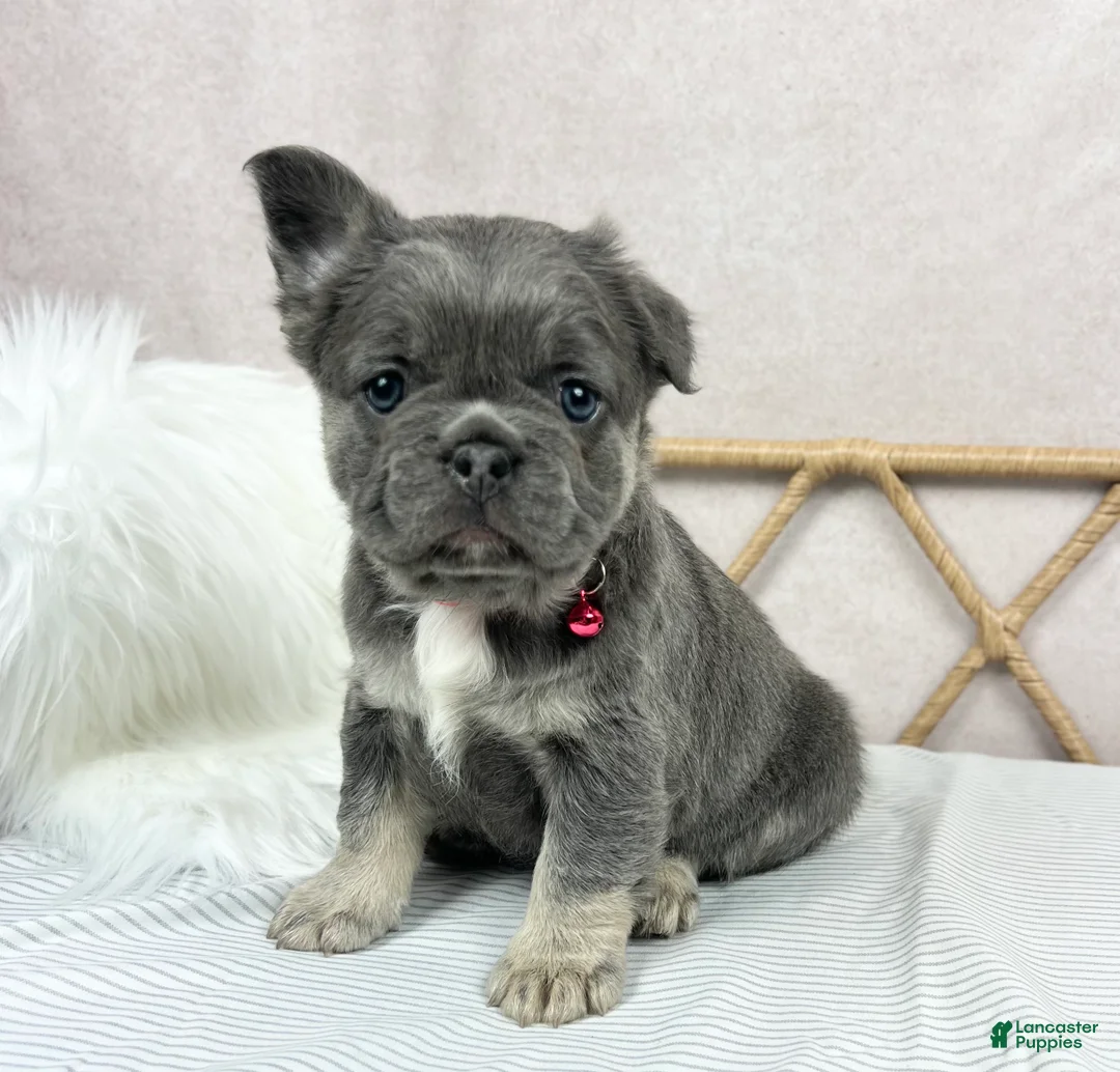 French Bulldog dogs for sale: French Bulldog Puppy 3 - Ad 1