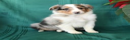 Shetland Sheepdog dogs for sale: Merle - Ad 4