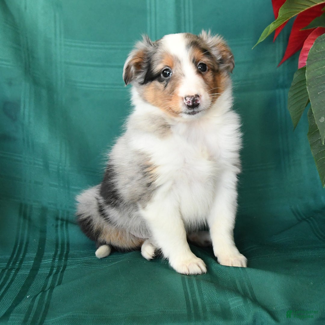 Shetland Sheepdog dogs for sale: Merle - Ad 4