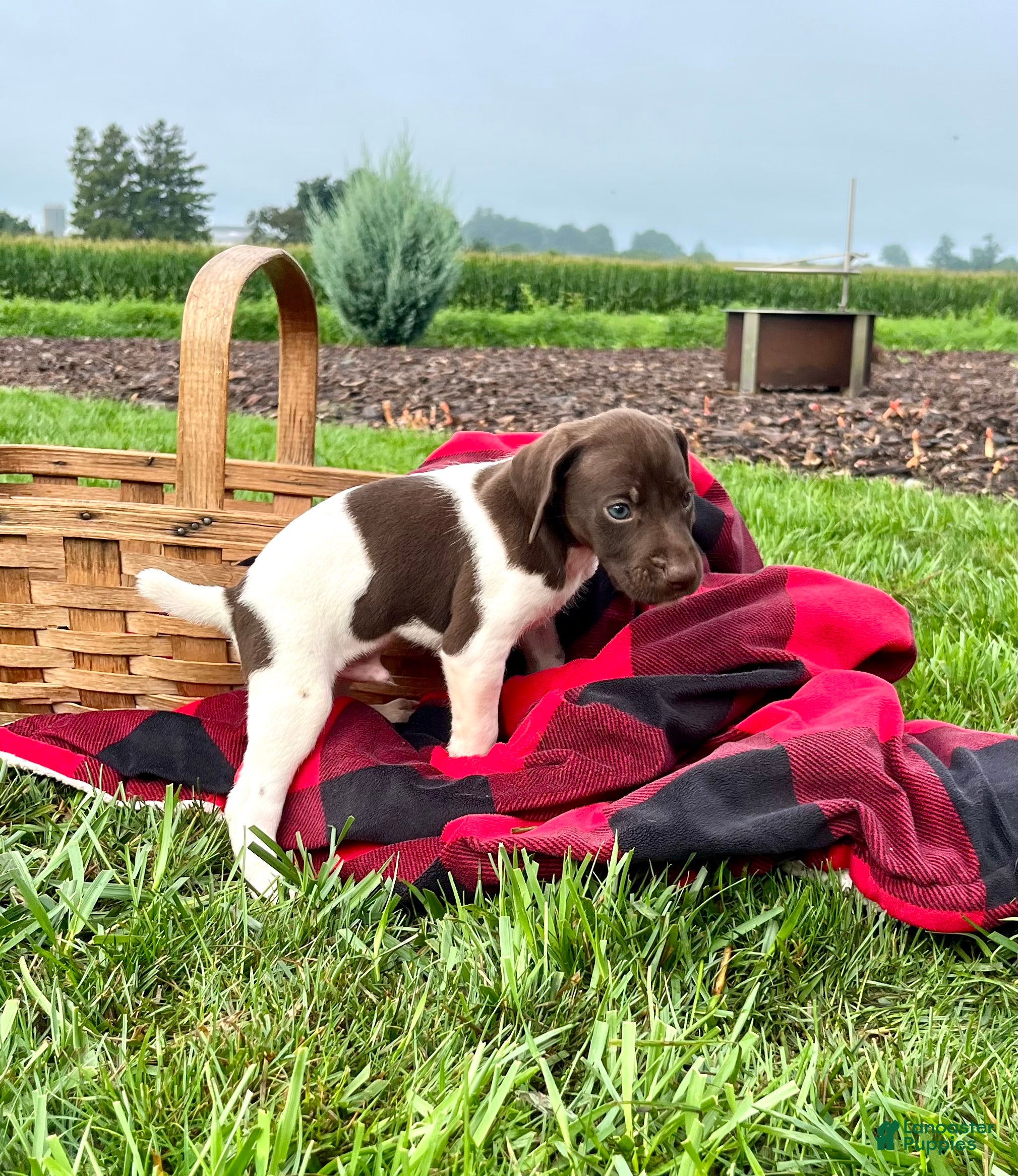 German Shorthaired Pointer dogs Rocket❤️akc reg 🐾 text or call today - Ad 2