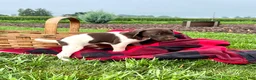 German Shorthaired Pointer dogs for sale: Rocket❤️akc reg 🐾 text or call today - Ad 2