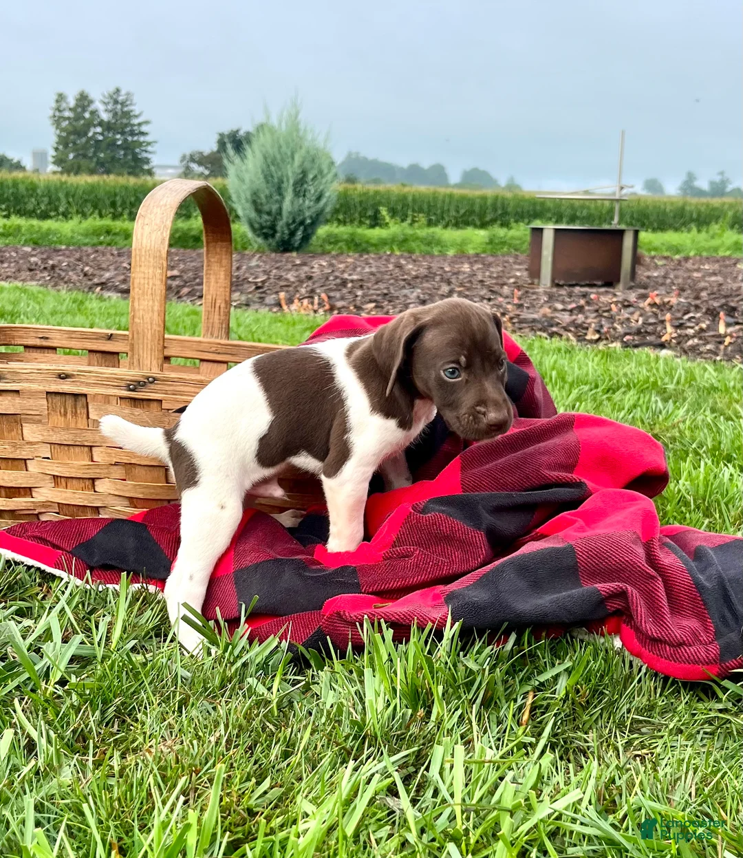German Shorthaired Pointer dogs for sale: Rocket❤️akc reg 🐾 text or call today - Ad 2