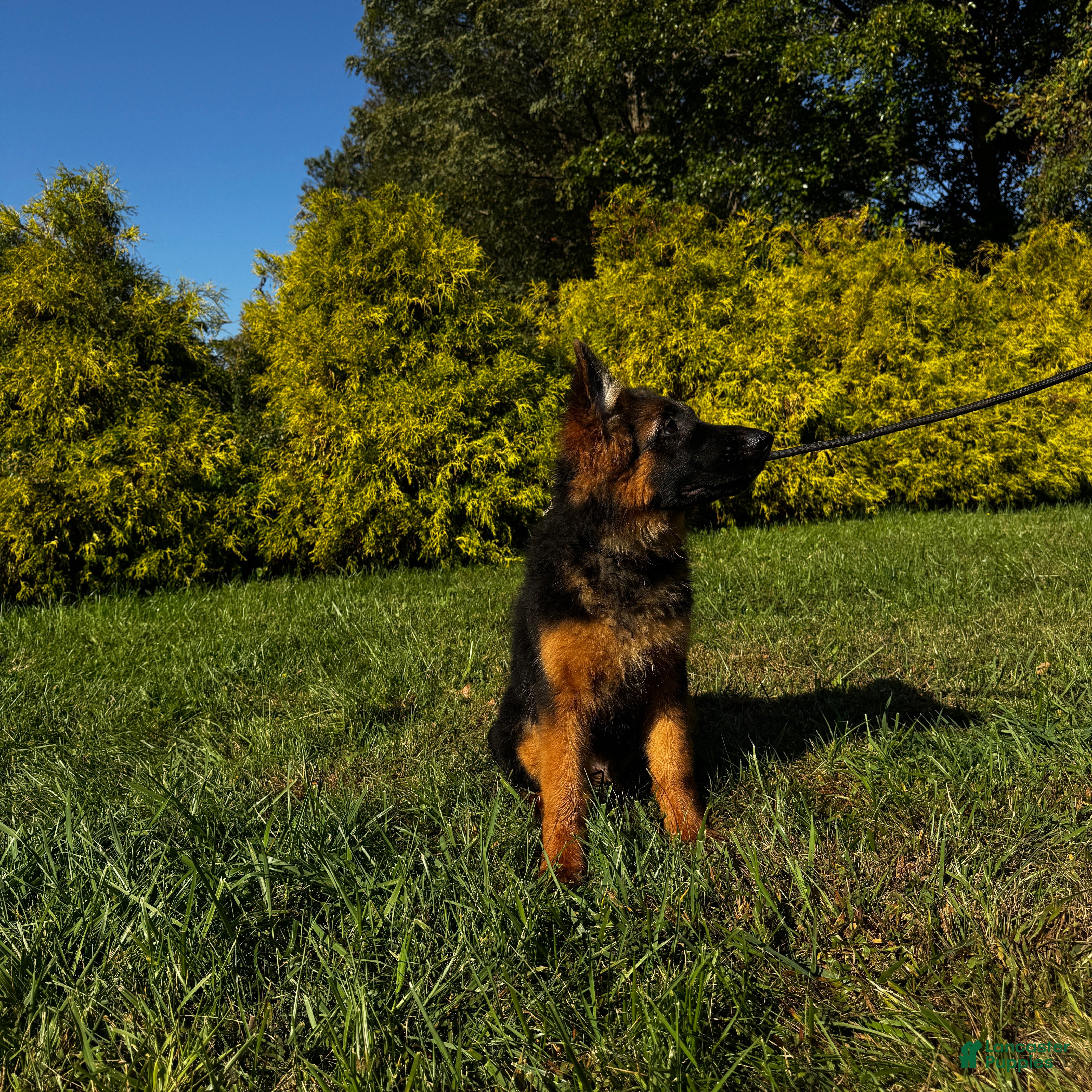 German Shepherd dogs Black - Ad 1