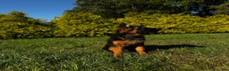 German Shepherd dogs for sale: Black - Ad 1