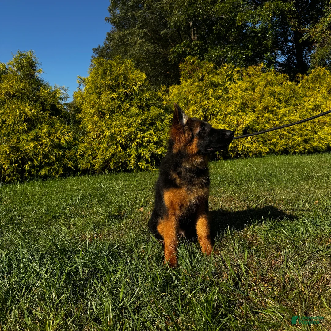 German Shepherd dogs for sale: Black - Ad 1
