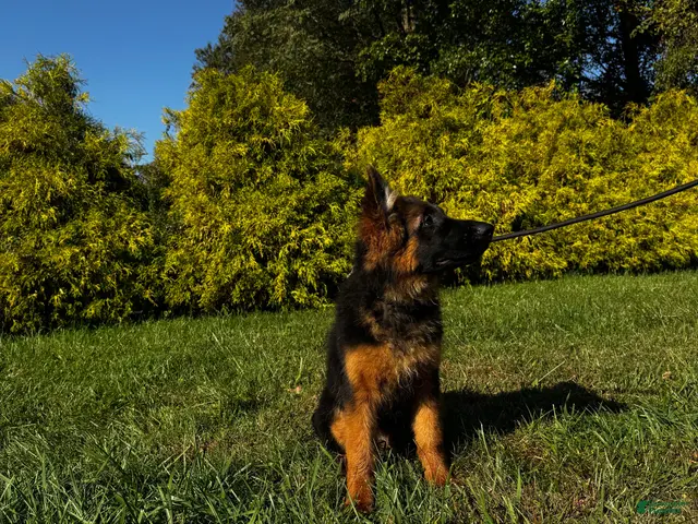 German Shepherd dogs Black - Ad 1