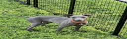 Italian Greyhound dogs for sale: Axel - Ad 6