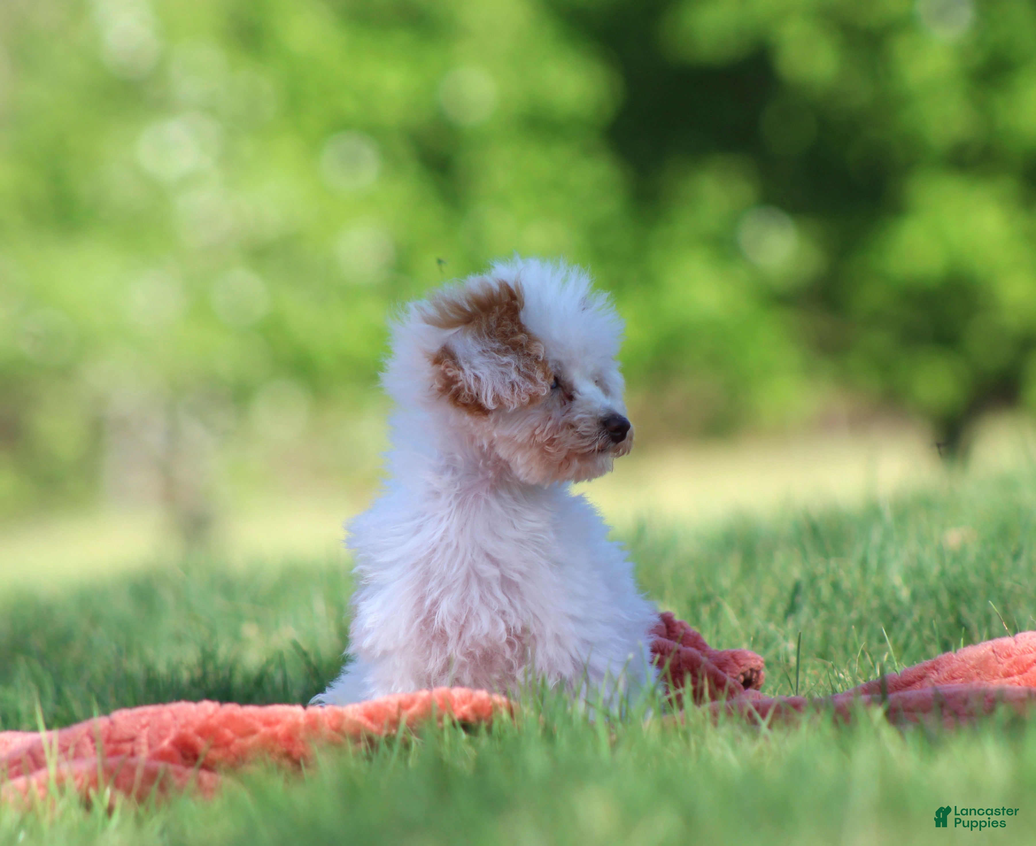 Toy Poodle dogs Paris - Ad 2