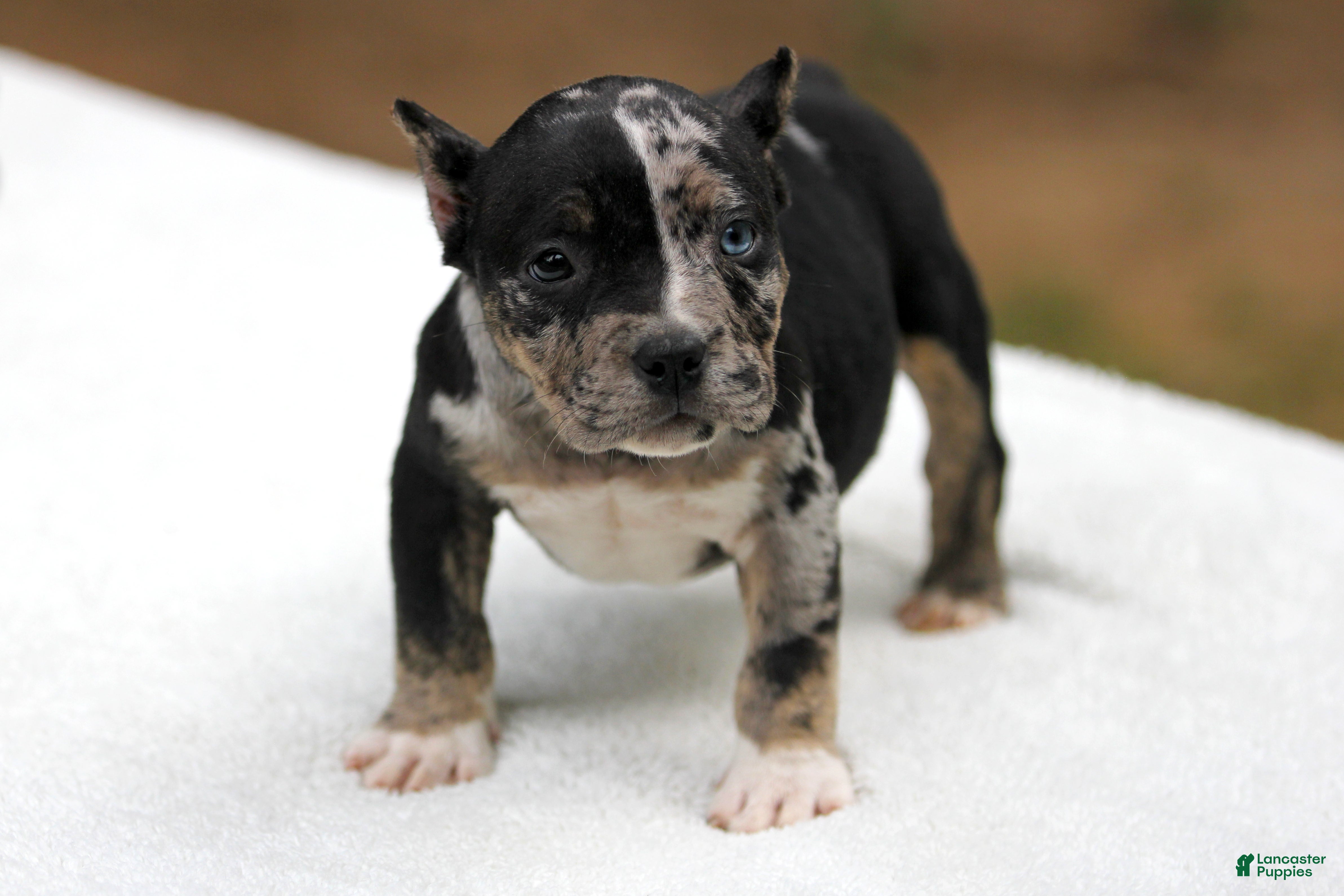 American Bully dogs Black Tri Merle Split Face Female - Ad 2