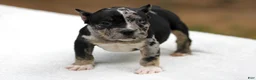 American Bully dogs for sale: Black Tri Merle Split Face Female - Ad 2