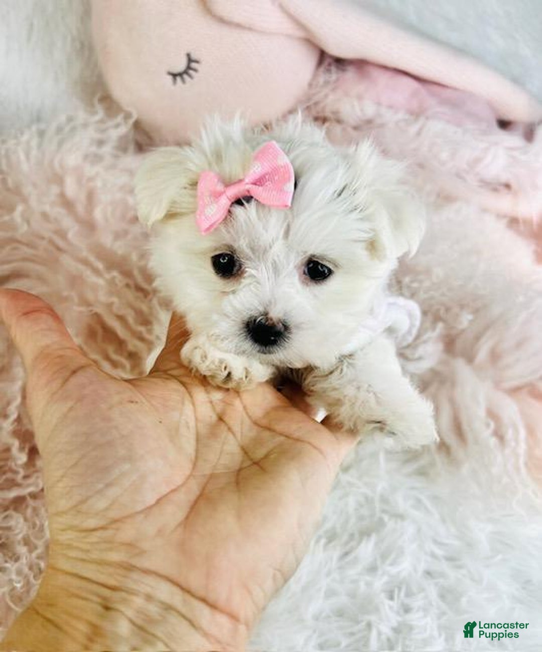 Maltese dogs for sale: Maltese Puppy 4 - Ad 3