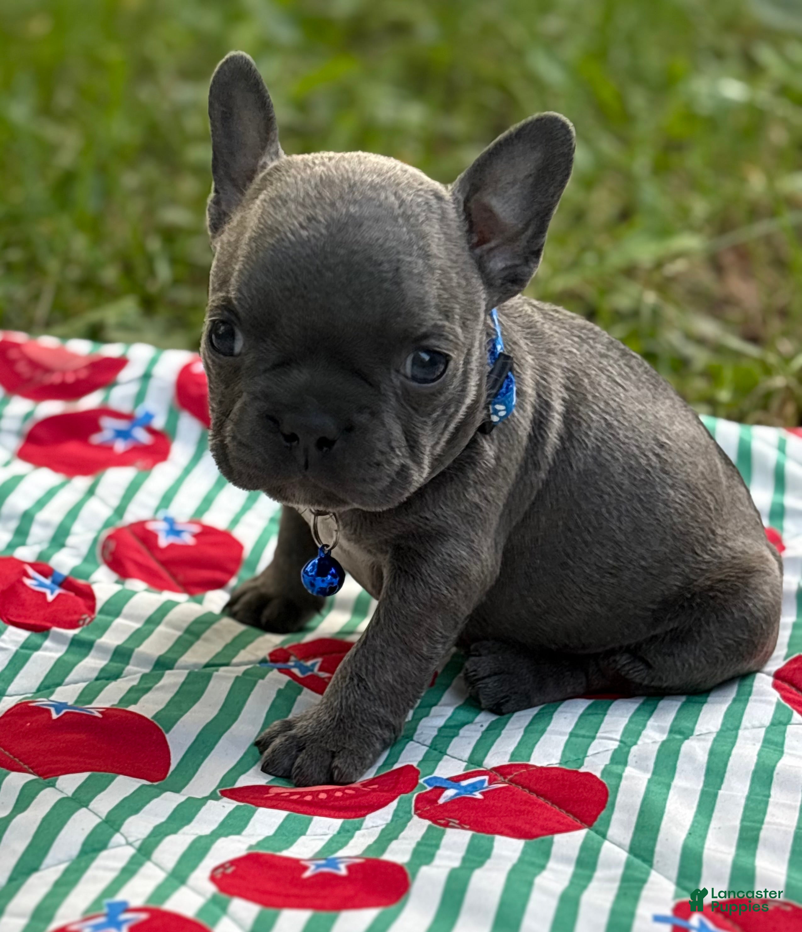 French Bulldog dogs for sale: JET BLUE - Ad 3