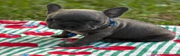 French Bulldog dogs for sale: JET BLUE - Ad 1